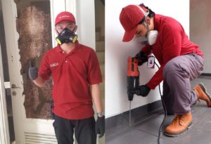 Read more about the article Mengenal Rayap Jenis Subterranean yang Merusak Menurut Jasa Anti Rayap
